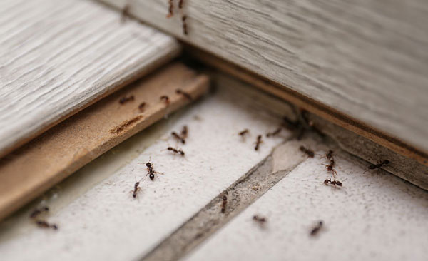 Éradication-des-fourmis-et-solutions-durables-44
