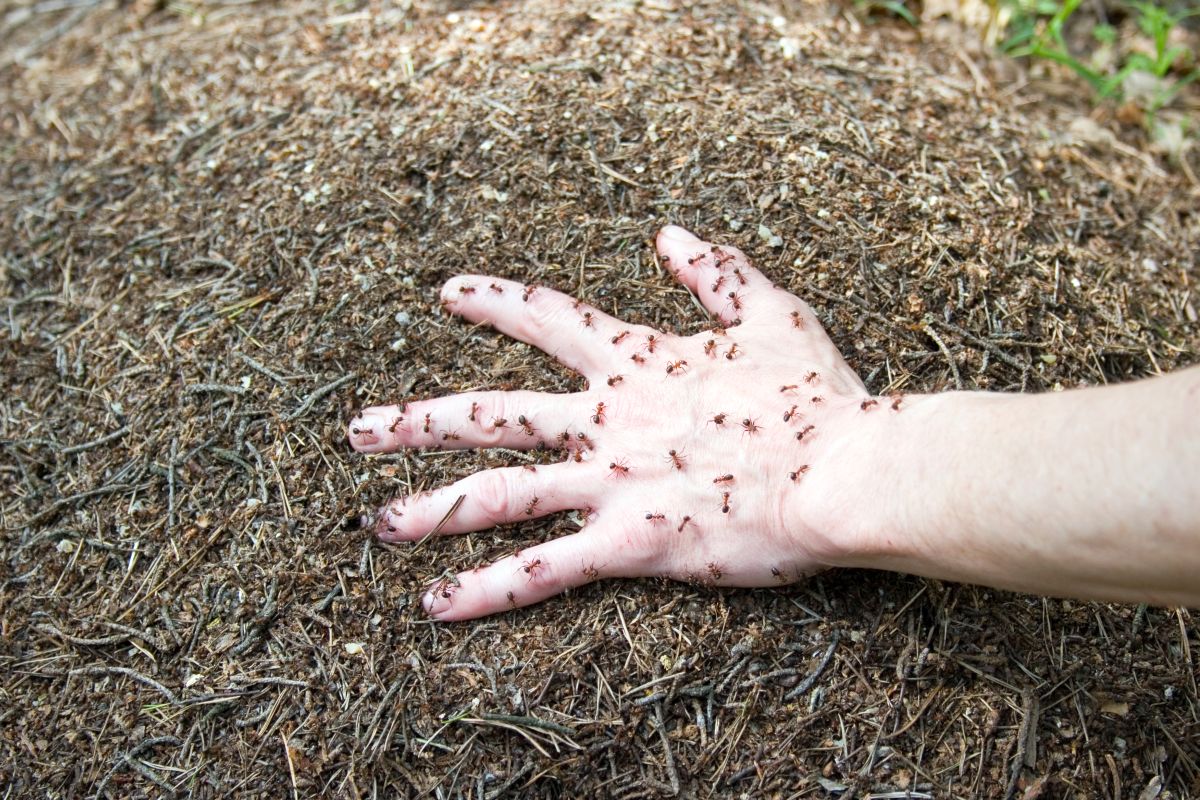 Éradication des fourmis et solutions durables