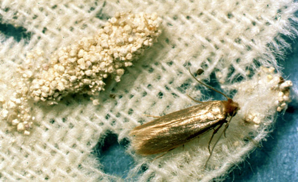 Éradication-des-mites-et-protection-des-vêtements-1