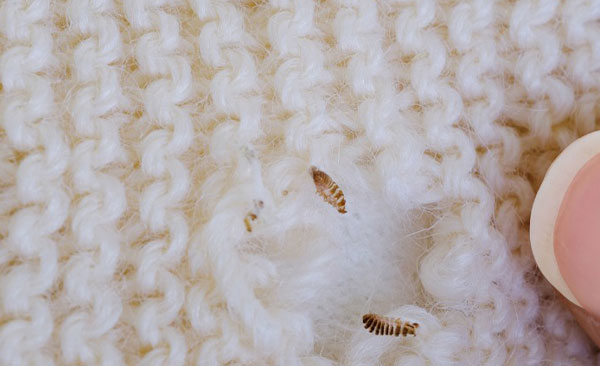 Éradication-des-mites-et-protection-des-vêtements-45