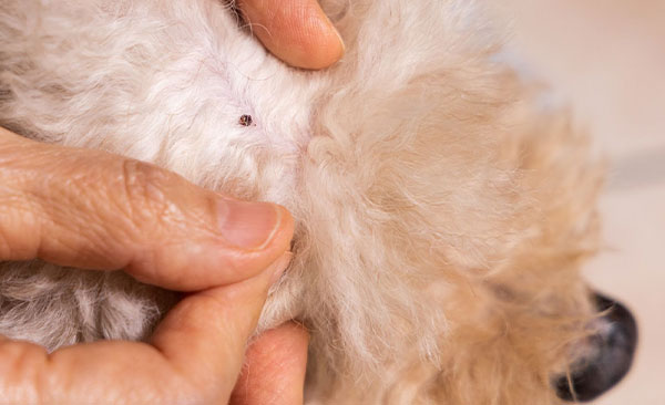 Éradication-des-puces-et-désinfection-complète-2