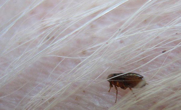 Éradication-des-puces-et-désinfection-complète-3