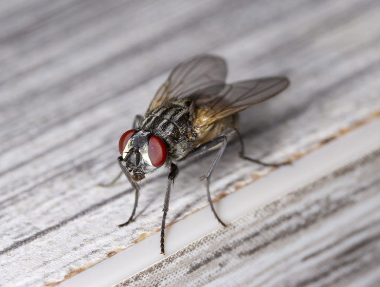 Mouches-(Contrôle-des-Mouches-&-Traitement-Professionnel)