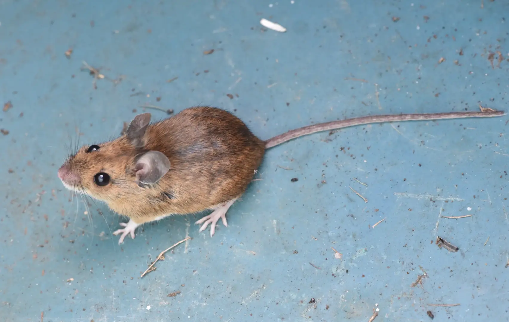 Mulots (Contrôle des Mulots)