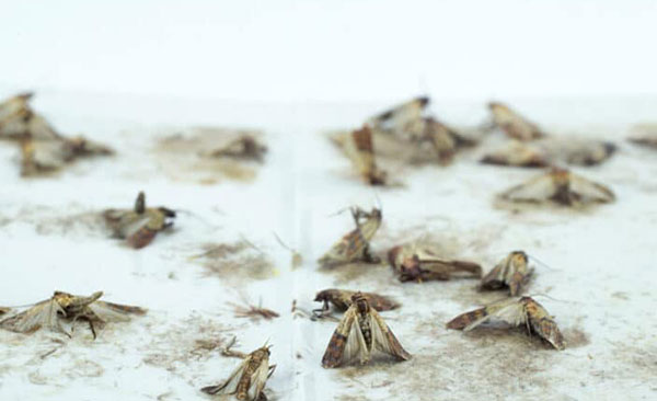 Nullapestis-applique-une-méthode