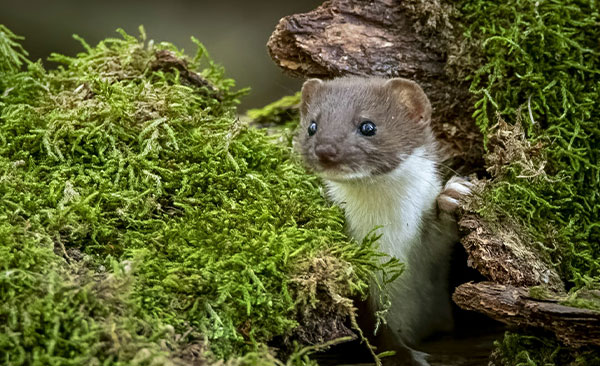 Nullapestis-intervient-à-Montauban-1