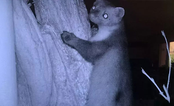 Nullapestis-intervient-à-Montauban-2