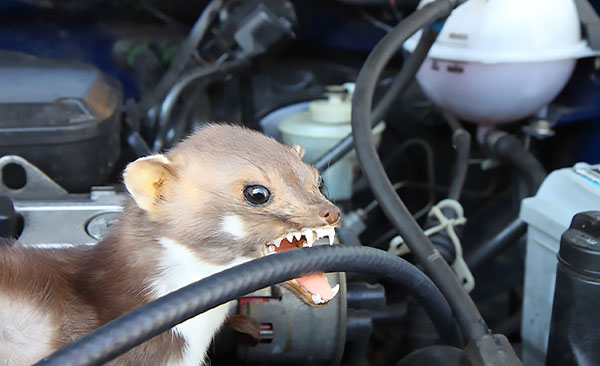 Nullapestis-intervient-à-Montauban-3