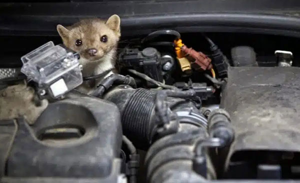 Nullapestis-intervient-à-Montauban-4