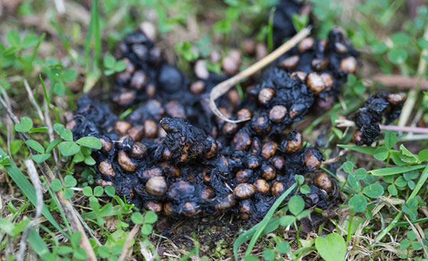 Nullapestis-intervient-à-Montauban