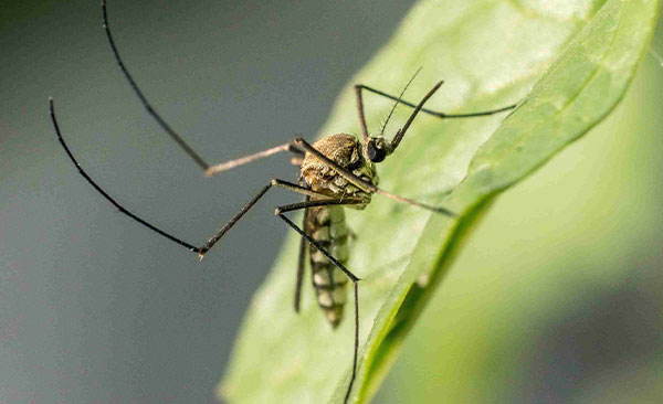 Nullapestis-traite-les-moustiques-1