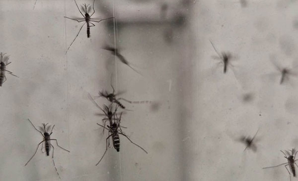 Nullapestis-traite-les-moustiques-2