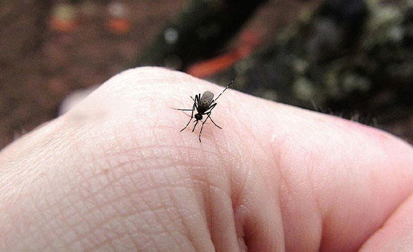 Nullapestis-traite-les-moustiques-4