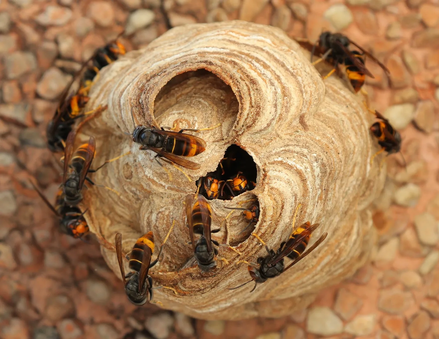 filters_format(webp)