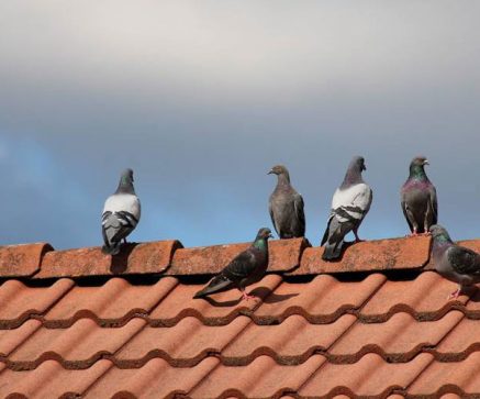Dépigeonnisation-(Éradication-des-Nuisances-Liées-aux-Pigeons)
