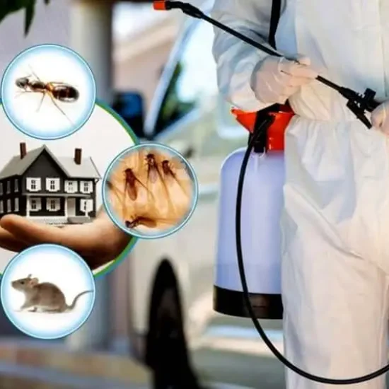 Is-monthly-pest-control-necessary-1 Is-monthly-pest-control-necessary-1