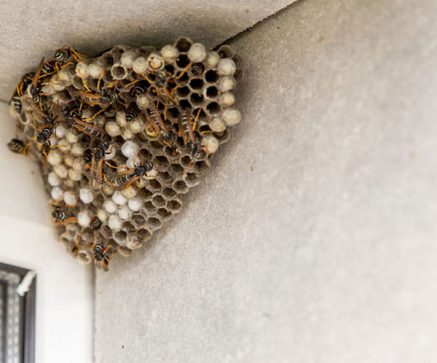 Nids-de-Guêpes-et-Frelons-(Élimination-des-Nids)