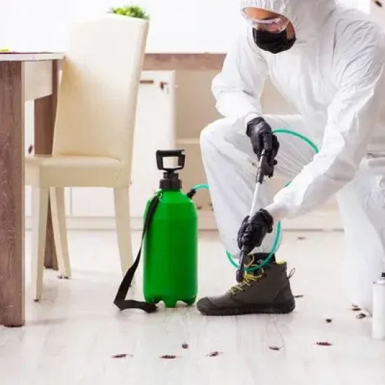 Fumigación de plagas económica en Santa Pola Alicante y alrededores – Servicio profesional y eficaz
